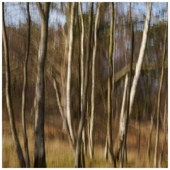 005 RSPB Sandy