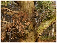 006 RSPB Sandy