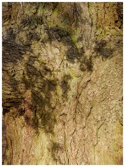 007 RSPB Sandy
