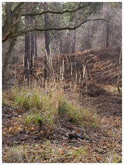 RSPB Sandy