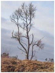 012 RSPB Sandy