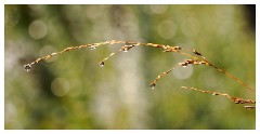 004 Scotland Glen Affric Area  Dew