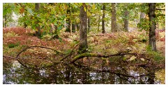 068 Scotland Glen Affric Area  Autumn Woodland