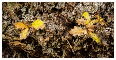 100 Scotland Glen Affric Area  Autumn Colour on the Bark