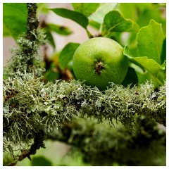 041 South Devon  The Orchard