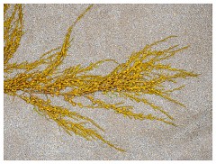 059 South Devon  Sand and Seaweed