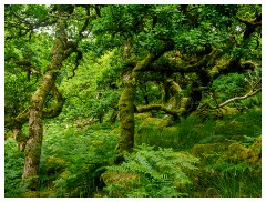 005 South Devon  Wistman's Wood