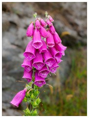 099 South Devon  Foxglove