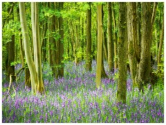 001 Waresley Woods