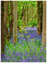 002 Waresley Woods