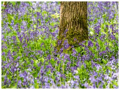 003 Waresley Woods