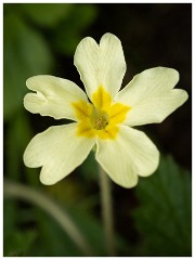 009 Waresley Woods