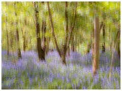 010 Waresley Woods