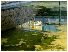 015 West Cambridge  Reflections in a Pool