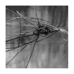 013 Flatford, Suffolk  Reeds