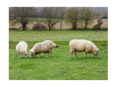 025 Flatford, Suffolk  Sheep Grazing