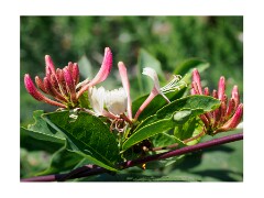 096 Suffolk Day 5  Dunwich Heath