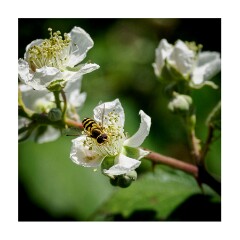 101 Suffolk Day 5  Dunwich Heath
