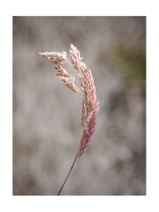 102 Suffolk Day 5  Dunwich Heath