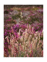 103 Suffolk Day 5  Dunwich Heath