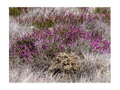 Dunwich Heath, Sculptures and Sizewell Beach