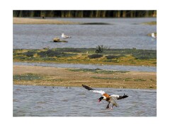 008 Suffolk Day 1  Minsmere