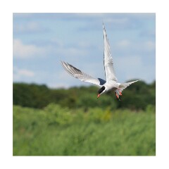 009 Suffolk Day 1  Minsmere