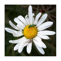 011 Suffolk Day 1  Minsmere