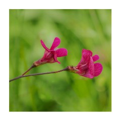 012 Suffolk Day 1  Minsmere