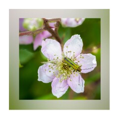 013 Suffolk Day 1  Minsmere