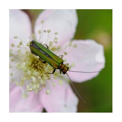 014 Suffolk Day 1  Minsmere