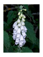 016 Suffolk Day 1  Minsmere