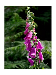017 Suffolk Day 1  Minsmere