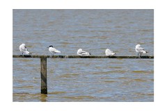 007 Suffolk Day 1  Minsmere