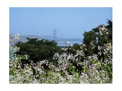 029 San Francisco  San Francisco
