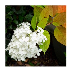 Garden Flowers September