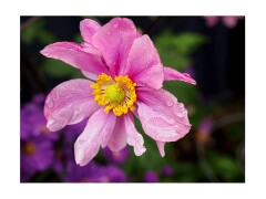 003 Garden  Anemone japonica