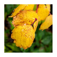 004 Garden  Autumn Leaves