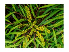 005 Garden  Mahonia