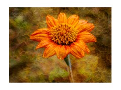 Madingley Hall Gardens September