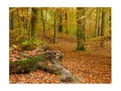 015 Beechwoods Nature Reserve