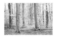 017 Beechwoods Nature Reserve