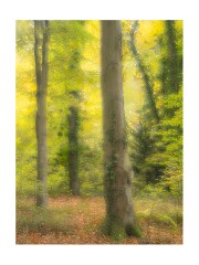 019 Beechwoods Nature Reserve