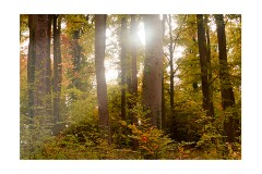 021 Beechwoods Nature Reserve