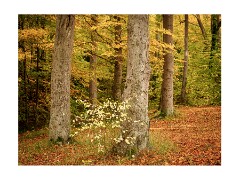Beechwoods Nature Reserve