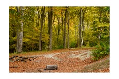 023 Beechwoods Nature Reserve