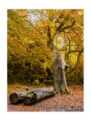 024 Beechwoods Nature Reserve