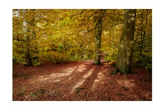 025 Beechwoods Nature Reserve