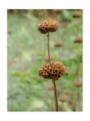 002 Wimpole Hall  Seedhead