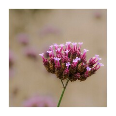 003 Wimpole Hall  Verbena